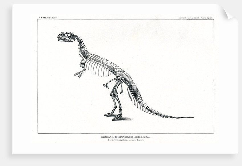 ‘Ceratosaurus nasicornis’ by Unknown